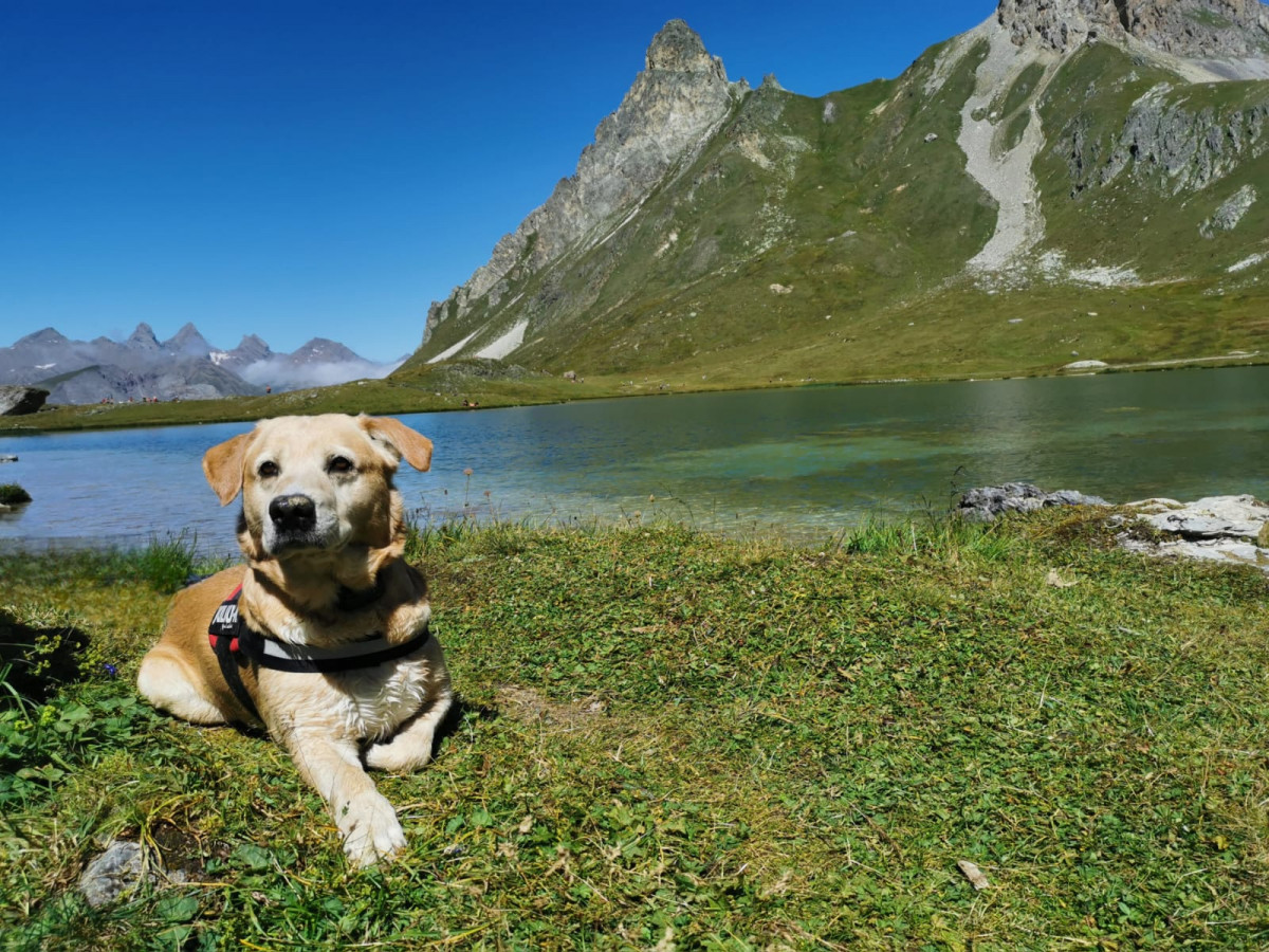 Vacances avec votre animal à Valloire - Bon plan - Valloire Réservations