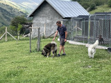 Dog Daycare at a Preferential price with an accomodation - Valloire Réservations