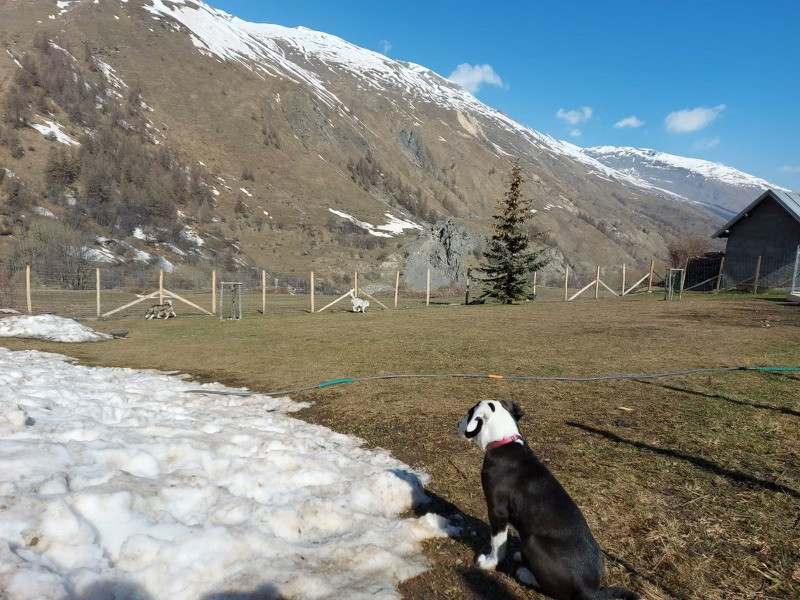 Dog Daycare at a Preferential price with an accomodation - Valloire Réservations