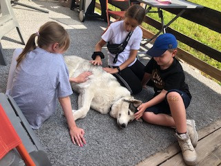 Séance Découverte du Husky à tarif préférentiel avec un hébergement - VALLOIRE RESERVATIONS