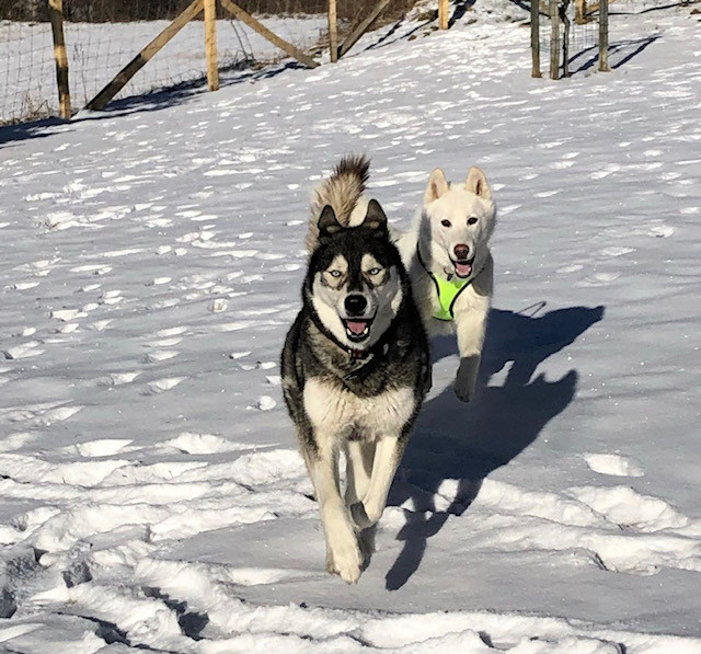 Discovery session of the Husky at a preferential rate with an accomodation - VALLOIRE RESERVATIONS